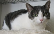 picture of Irie, a Domestic Short Hair gray tabby/white