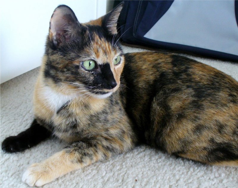 picture of Belle, a Domestic Short Hair calico