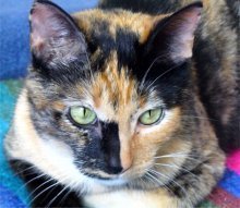 picture of Belle, a Domestic Short Hair calico