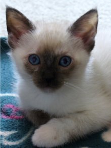picture of Pepper, a Siamese/Domestic Short Hair-x sealpoint
