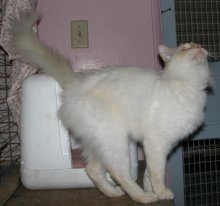 another picture of Murphy, a Siamese/Domestic Short Hair-x flamepoint