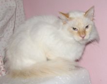 picture of Murphy, a Siamese/Domestic Short Hair-x flamepoint
