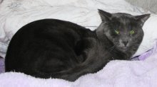 picture of Little Gray, a Domestic Medium Hair gray