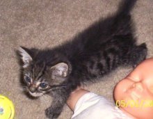 picture of Yam, a Domestic Medium Hair tabby