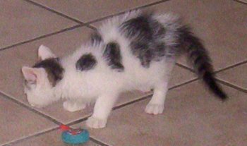 picture of Potato, a Domestic Medium Hair white/tabby
