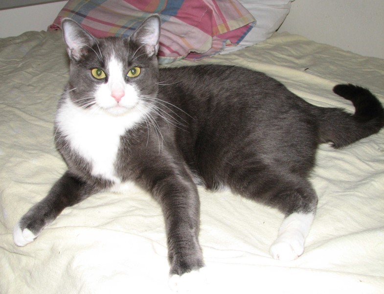 gray and white domestic shorthair