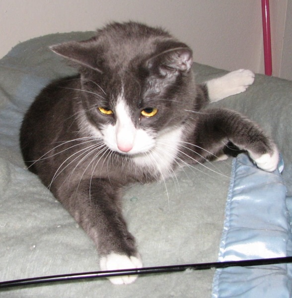 [picture of Tom AKA Tommie, a Domestic Short Hair gray/white cat]