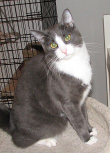 [picture of Tom AKA Tommie, a Domestic Short Hair gray/white cat]