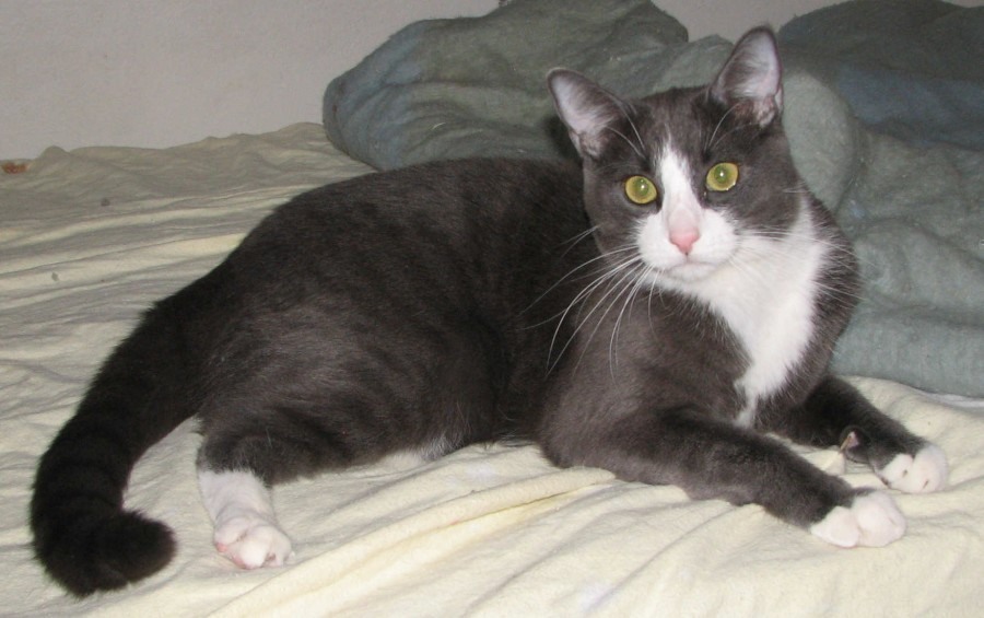 [picture of Tom AKA Tommie, a Domestic Short Hair gray/white cat]