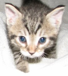 another picture of Tuffy, a Domestic Short Hair gray tabby