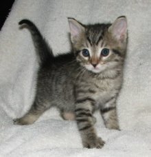 picture of Tuffy, a Domestic Short Hair gray tabby
