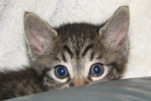 another picture of Darcy, a Domestic Short Hair gray tabby