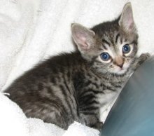 picture of Darcy, a Domestic Short Hair gray tabby