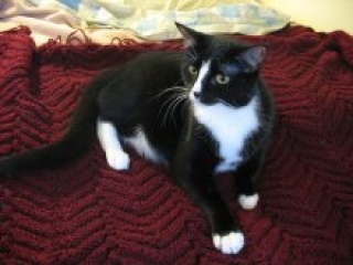 [picture of Winnie, a Domestic Short Hair black/white cat]
