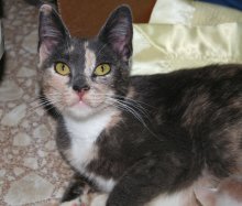another picture of Maribel, a Domestic Short Hair dilute calico