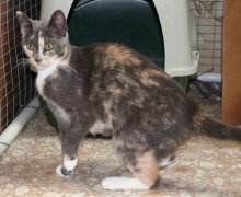 picture of Maribel, a Domestic Short Hair dilute calico