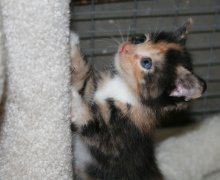 picture of Mallory, a Domestic Short Hair calico