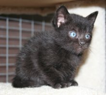 picture of Mason, a Domestic Short Hair black