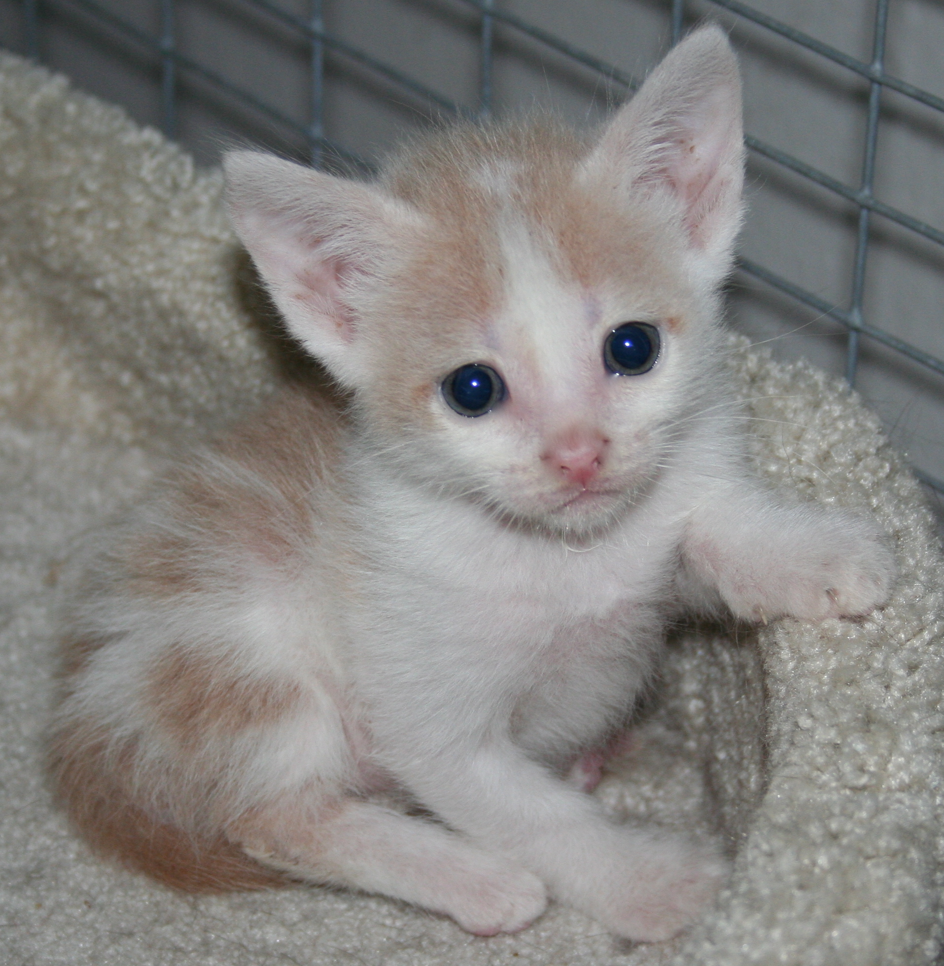 picture of Marcus, a Domestic Short Hair buff/white