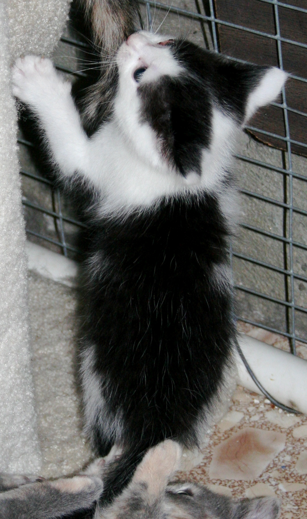picture of Matty, a Domestic Short Hair black/white