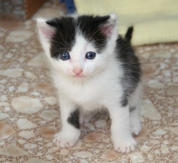 picture of Matty, a Domestic Short Hair black/white