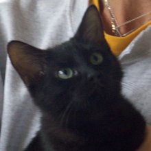 another picture of Jaime, a Domestic Short Hair black