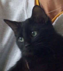 picture of Jaime, a Domestic Short Hair black