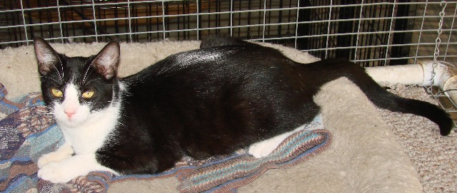 picture of Juanita, a Domestic Short Hair black/white