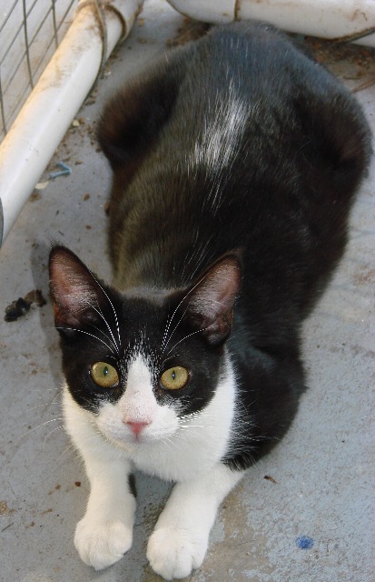 picture of Juanita, a Domestic Short Hair black/white
