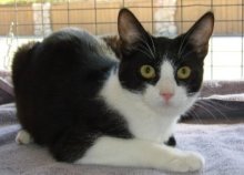 picture of Juanita, a Domestic Short Hair black/white