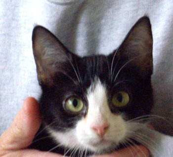 picture of Julia, a Domestic Short Hair black/white