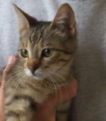 picture of Josefina, a Domestic Short Hair tabby