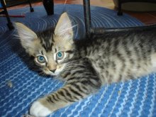 another picture of Teddy, a Domestic Medium Hair brown tabby/white