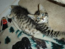 picture of Teddy, a Domestic Medium Hair brown tabby/white