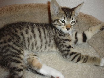 picture of , a Domestic Medium Hair brown tabby/white