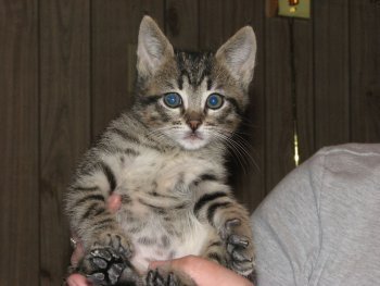 picture of Joey, a Domestic Short Hair tabby