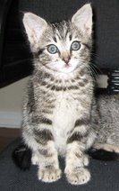 another picture of Violet, a Domestic Short Hair tabby