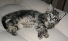 picture of Violet, a Domestic Short Hair tabby