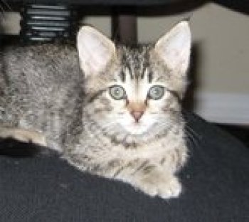picture of Teacup, a Domestic Short Hair tabby