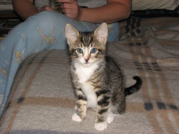 picture of Boots, a Domestic Short Hair tabby/white