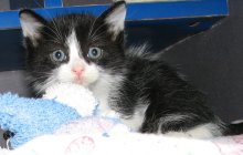 another picture of Milton, a Domestic Short Hair black/white