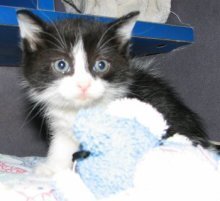 picture of Milton, a Domestic Short Hair black/white