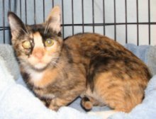 picture of Tita, a Domestic Short Hair calico