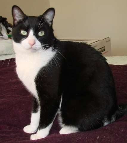 picture of Toughie, a Domestic Short Hair black/white