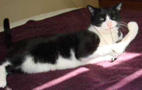 picture of Toughie, a Domestic Short Hair black/white
