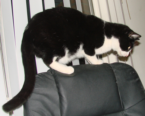 picture of Toughie, a Domestic Short Hair black/white