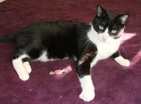 picture of Toughie, a Domestic Short Hair black/white