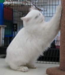 another picture of Yeti AKA Snowball, a Manx/persian/siamese/Domestic Long Hair-x white