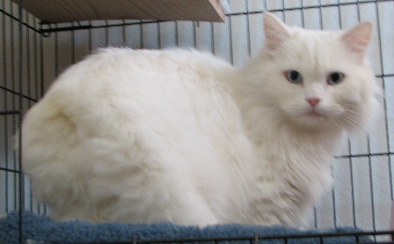 picture of Yeti AKA Snowball, a Manx/persian/siamese/Domestic Long Hair-x white