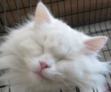 picture of Yeti AKA Snowball, a Manx/persian/siamese/Domestic Long Hair-x white